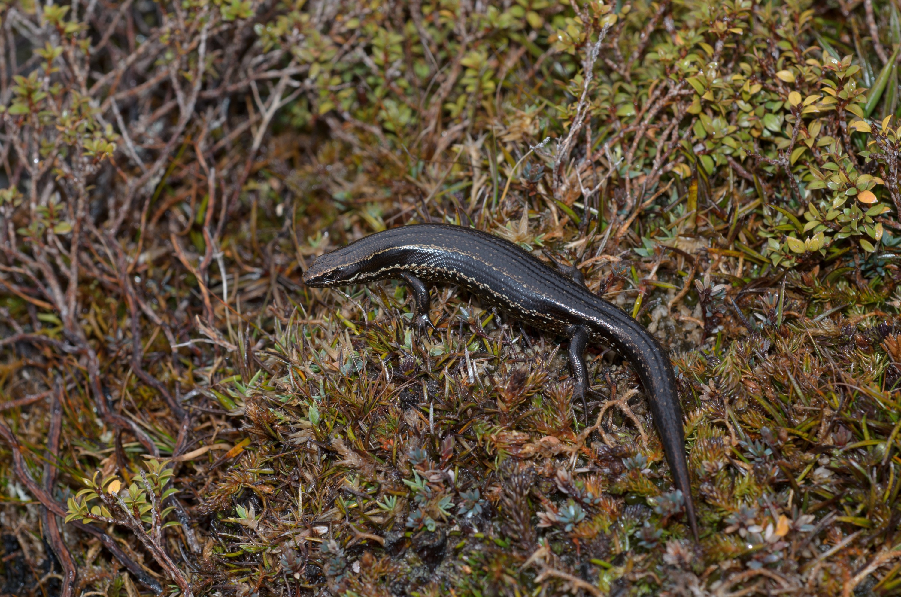 DSC_3054 – Adventure, Crispin, Island, March 2017, National Park, New, New Zealand, Oligosoma notosaurus, Rakiura, South, Stewart, Zealand, southern skink
